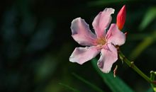 11月9号起鸿运当头，财运飙升，四属相有意外之财降临