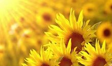 11月咸鱼翻身，霉运走开，日子富足的三生肖