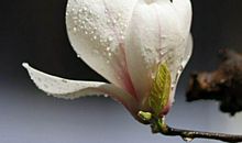 这生肖女最抠门，却最旺夫，婚后日子富有，成为名副其实的富婆