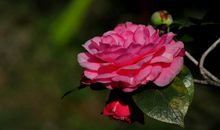 半年内好运开始出现，事业稳定进步，也会有不少横财收入的四属相