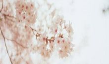 准到爆！12生肖8月的桃花运势！