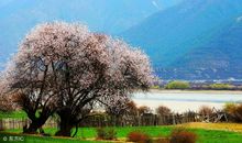 这几大生肖是开挂了么？每次都能有这么好的运气