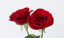 3生肖惹不起，11月中旬财运旺盛，财富如雨下，翻身做土豪