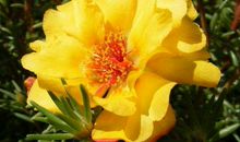 这生肖女天生富贵命，家中有她坐镇，运势上涨财运多多，福气不断