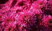 未来两个月吉星庇佑，霉运散尽好运来，财运彻底逆转的四属相