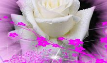 未来9天霉运消散，事业大顺，财富与日俱增，生活有大变化的生肖