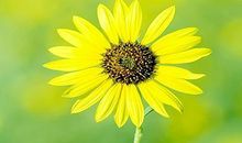 11月上中旬，财运亨通，前途无量，风生水起的三生肖