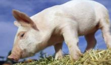 猪和牛相配吗 两个属相相配