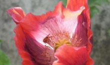 明年桃花财运旺不停，能够富得流油的生肖，非富即贵，人生完美