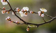 后福无穷，十分旺夫的生肖女，到老容颜不变，60岁还有人追