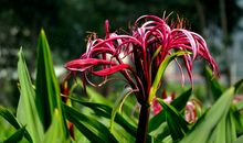 11月开始财神垂爱，吉星偏爱，大运加身，贵人提携的四属相