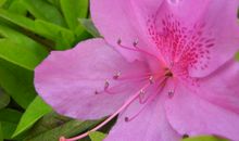 结婚的时间越久，对家庭付出越多，越爱家庭的属相女