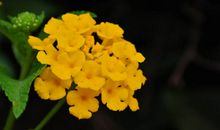 未来五个月运势非常好，好运不断到来，贵人不断的四属相