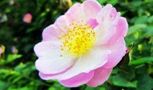 财路八方来，全家都有钱的生肖，明天开始喜迎恒财运，生活乐逍遥