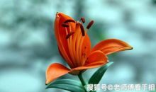 最快11月底，迎来满门财富，财运满满，喜气洋洋的3大生肖！