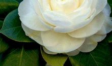 11月5号起财气亨通，富有延绵的生肖，未来家财越来越雄厚