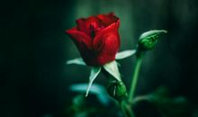 十二生肖中，未来50天大运缠身，偏财在侧，日子穷出头的生肖