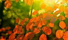 九月，完成逆袭的3个生肖，胜利在即，顺心如意