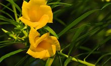 2020年开始财运非常好，正财数不清，偏财花不完的四属相