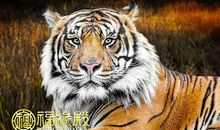 属猪和属虎相配吗