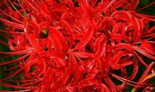 10月29号起，4属相发财连连，工作如鱼得水，不愁没钱花