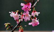 10月29号开始，运势大好的属相，好运如虹，富贵吉祥，喜事不断