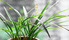 秋到喜鹊叫，财来躲不掉！家有三属相，天降大喜，月月有钱赚，年年发大财！