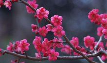 4属相11月好运源源不断，横财接二连三，收入上涨，日子红红火火