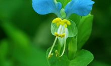 未来一个月，4属相转运翻身，事业大有成就，财源广进，大富大贵