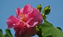 未来半年吉星庇佑，整体运势攀升，横财接连不断的四属相