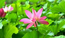 孝能积德，孝顺老人，孝能生财，孝顺父母的属相女