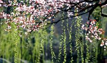 下个月开始富贵盈门，财星笼罩，事业顺利发展，生活滋润的3生肖