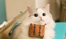 12星座代表的动物是什么？