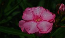 11月起转运成功，正偏财俱佳，横财天降，钞票如雨滚滚来的四属相