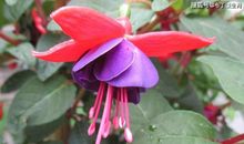 恭喜四生肖衰运转旺运，11月4号开始横财势不可挡，事业中如鱼得水!