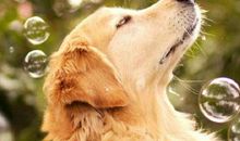 梦见别人杀狗什么意思