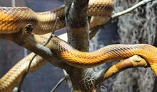 梦到厕所粪池里有蛇说明什么