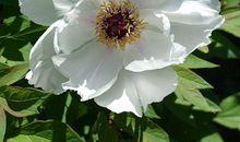 11月5号开始有望，财富不断，财运旺中旺的3大生肖！