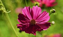 属这生肖的男人从不缺财，女人从不缺爱，生活富裕，福泽子女三代