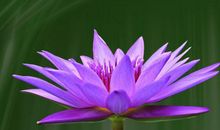 11月上旬红鸾星动，月老亲自送姻缘，3生肖脱单指日可待！