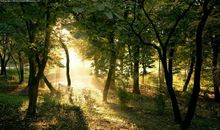 最近5天，财旺事业旺，横财满天飞，鸿运八方的四大生肖