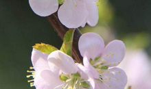 11月之内大运傍身，生活富贵亨通，赚得钱财万贯的3生肖