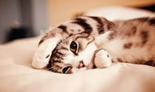 十二星座谁最狡猾