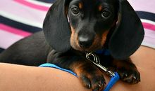 属虎人2019养什么宠物最好