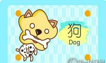 属狗会因为什么而单身一辈子