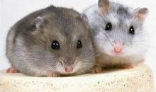 【旺运锦囊】2016年属鼠的开运吉祥物