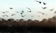 预示身体有疾病的生命线