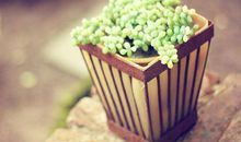 测试你的幸运绿植