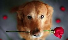 四大血型人的性格与爱情