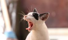 梦见猫攻击我代表什么意思